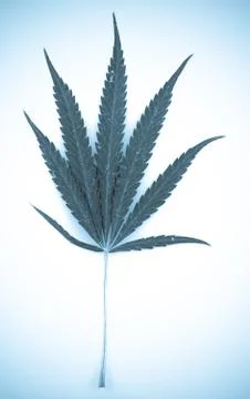 Marijuana Stock-Fotos
