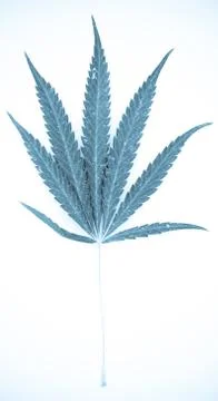Marijuana Stock Photos