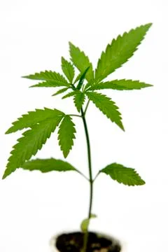 Marijuana Stock Photos