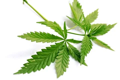 Marijuana Stock Photos