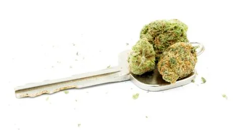 Marijuana Stock-Fotos