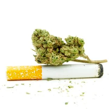 Marijuana Stock Photos