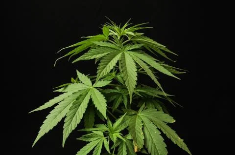 Marijuana Foto stock