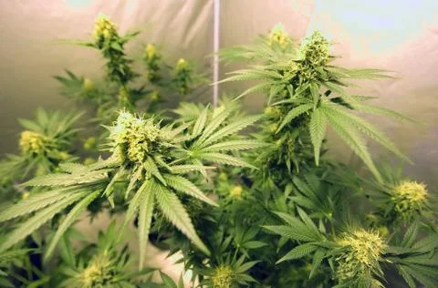 Marijuana Stock Photos