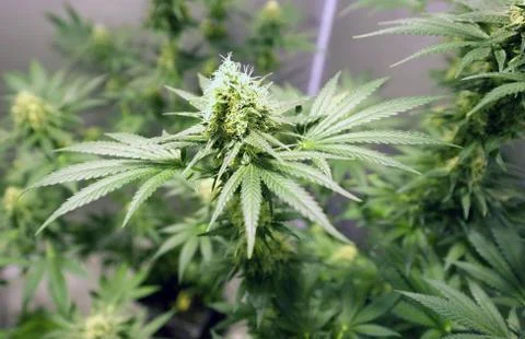 Marijuana Foto stock