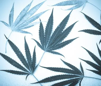 Marijuana Stock Photos