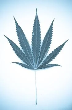 Marijuana Stock Photos