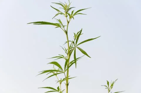 Marijuana Stock Photos