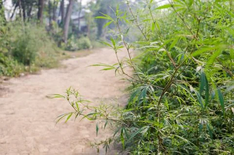 Marijuana Stock Photos