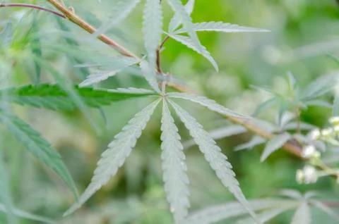 Marijuana Stock Photos