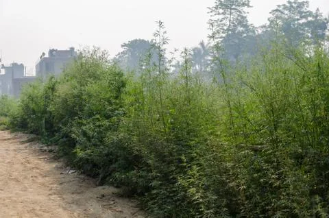 Marijuana Stock Photos