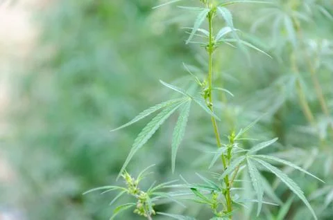 Marijuana Stock Photos