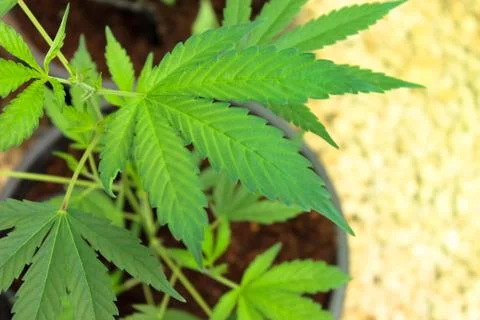 Marijuana Stock Photos