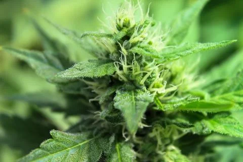 Marijuana Stock Photos