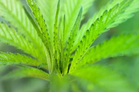 Marijuana Stock Photos