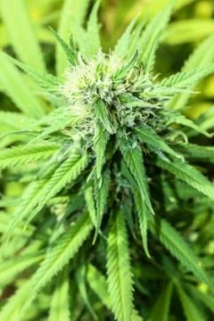 Marijuana Stock Photos