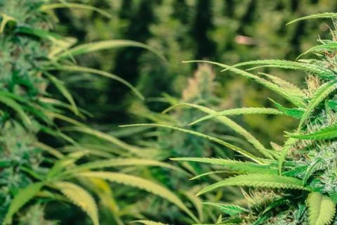 Marijuana Stock Photos