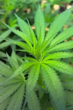 Marijuana Stock Photos