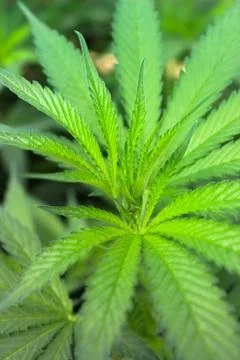 Marijuana Stock Photos