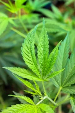 Marijuana Stock Photos