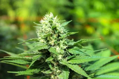 Marijuana Stock Photos