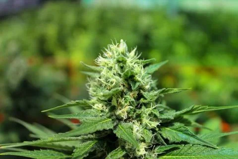 Marijuana Stock Photos