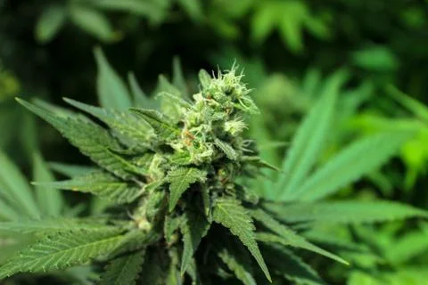 Marijuana Stock Photos