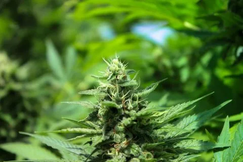 Marijuana Stock Photos