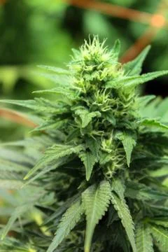 Marijuana Stock Photos