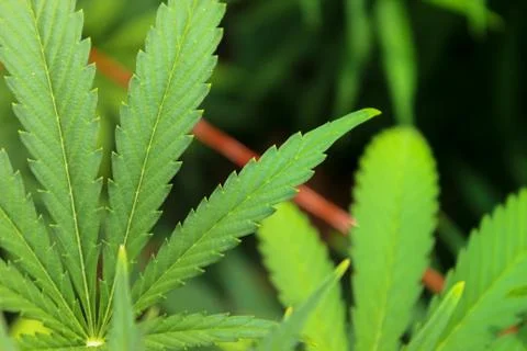 Marijuana Stock Photos