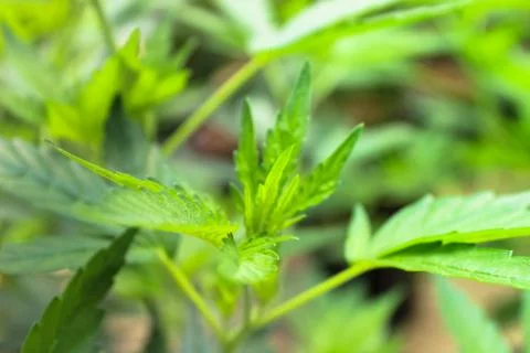 Marijuana Stock Photos