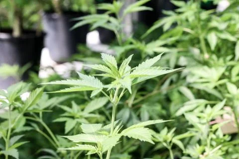 Marijuana Stock Photos