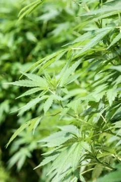 Marijuana Stock Photos