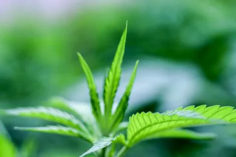 Marijuana Stock Photos