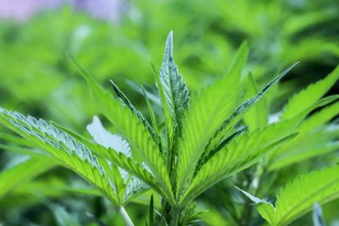 Marijuana Stock Photos