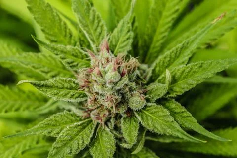 Marijuana Stock Photos