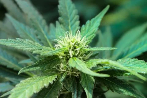 Marijuana Stock Photos