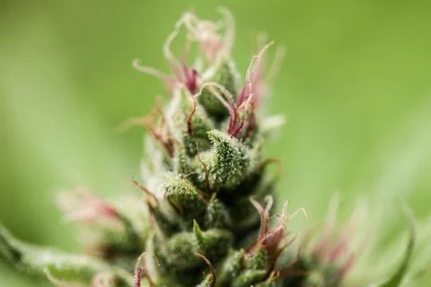 Marijuana Stock Photos