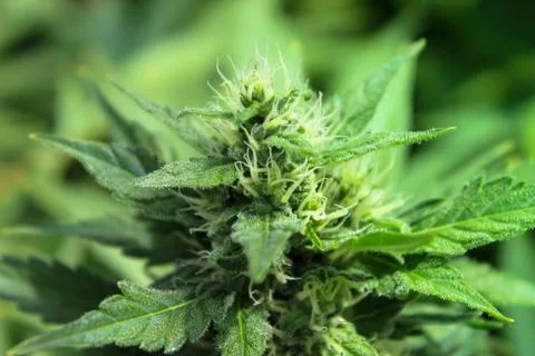Marijuana Stock Photos