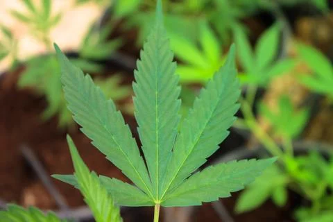 Marijuana Stock Photos