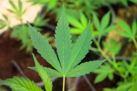 Marijuana Stock Photos