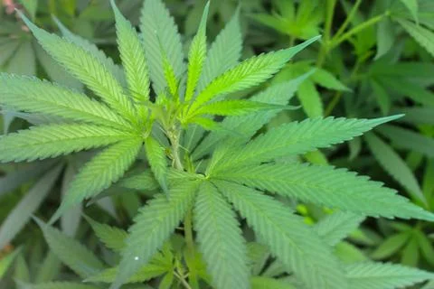 Marijuana Stock Photos