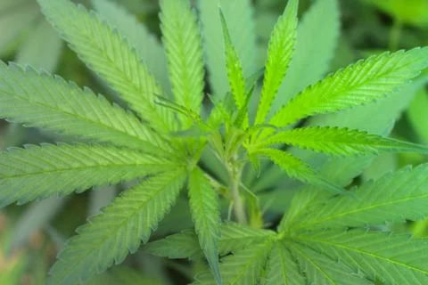 Marijuana Stock Photos