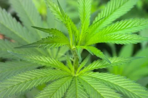 Marijuana Stock Photos