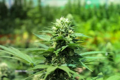 Marijuana Stock Photos