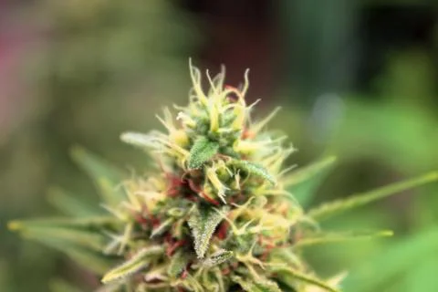 Marijuana Stock Photos