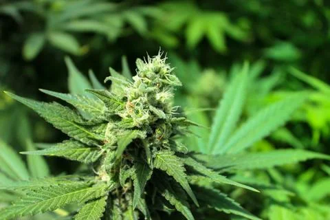 Marijuana Stock Photos