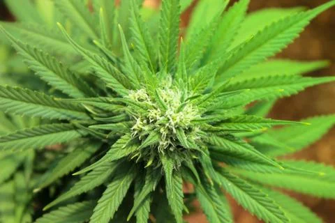 Marijuana Stock Photos