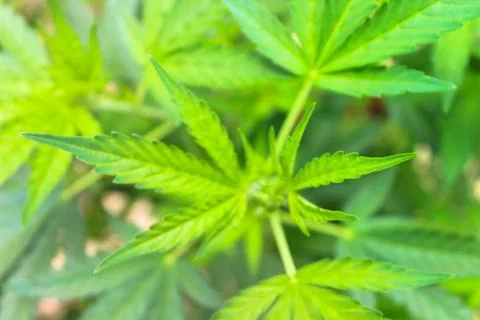 Marijuana Stock Photos