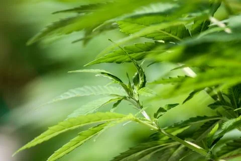 Marijuana Stock Photos